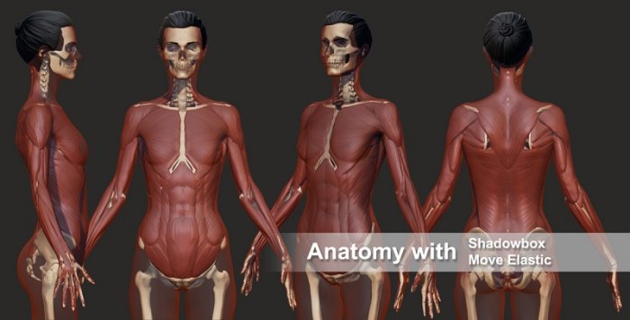 آموزش ZBrushWorkshops Anatomy 2.0 R2 - Master Anatomy with Ryan Kingslien