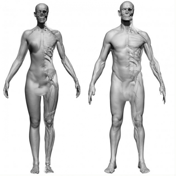 مدل بدون پوست زن و مرد 3D Scan Store - Female and Male Ecorche Bundle