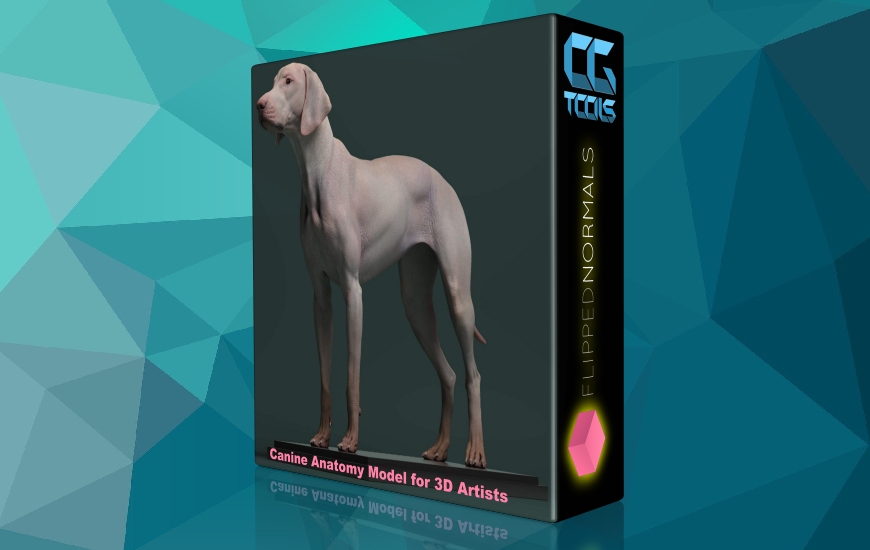مدل آناتومی سگ برای هنرمندان سه بعدی
