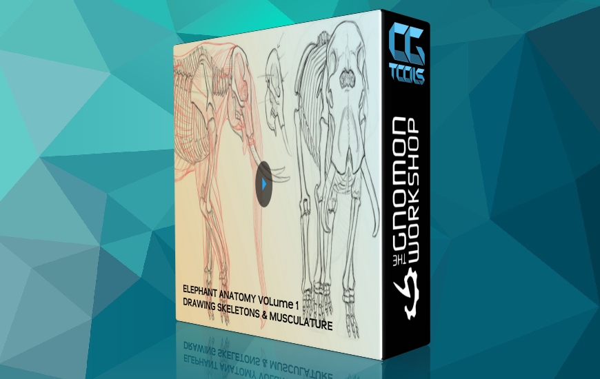 آموزش آناتومی فیل -  طراحی اسکلت و عضله قسمت 1