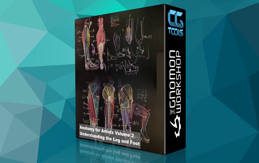 آموزش آناتومی برای هنرمندان جلد 2 - درک عضلات ساق و پا