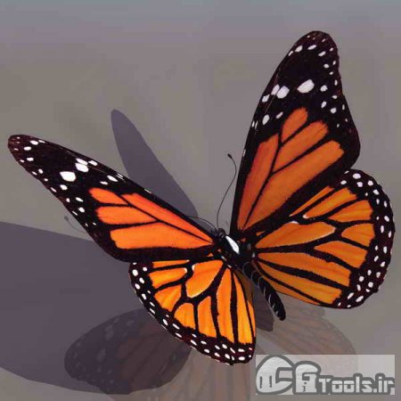 دانلود مدل سه بعدی 3D model of a beautiful butterfly برای تری دی مکس