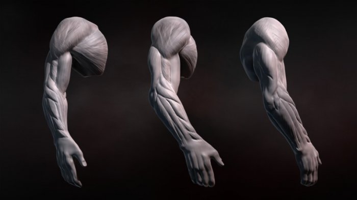 آموزش Digital Tutors - Sculpting Human Arms in ZBrush