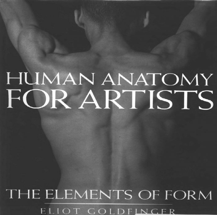 دانلود رایگان کتاب الکترونیکی آناتومی بدن انسان برای هنرمندان - عناصر فرم